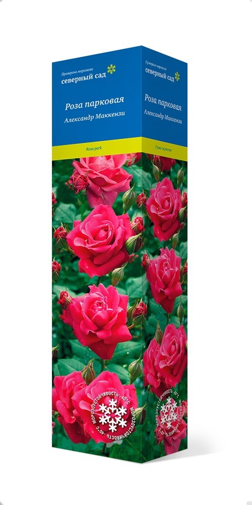 Роза канадская парковая Александр Маккензи h37 см в Москве – купить по низкой цене в интернет-магазине Леруа Мерлен