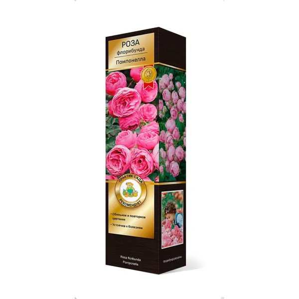 Роза кордес флорибунда Помпонелла h37 см в Казани – купить по низкой цене в интернет-магазине Леруа Мерлен