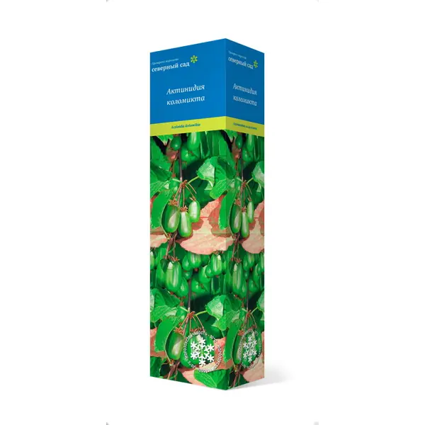 Актинидия коломикта Университетская h37 см растение корневое выращивание коробка садоводство растение корневой шар размножение случай прививки укоренение