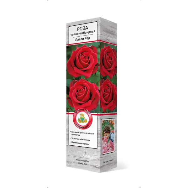 Роза чайно-гибридная Лавли ред h37 см роза чайно гибридная керио в тубе поиск инвест
