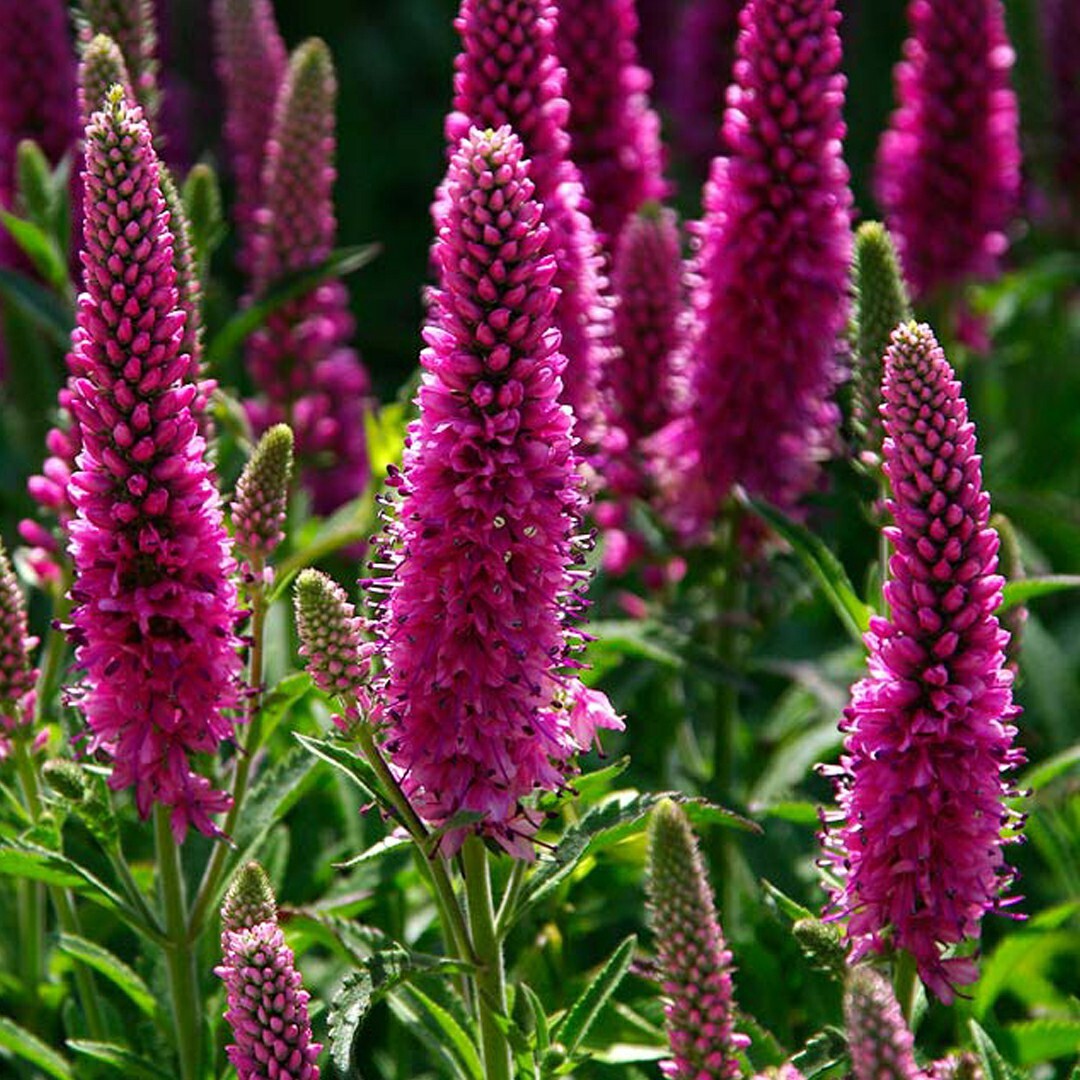 Описание многолетних цветов. Вероника колосковая (Veronica spicata ). Вероника колосковая Хайдекинд. Вероника колосистая Heidekind. Вероника длиннолистная розовая.