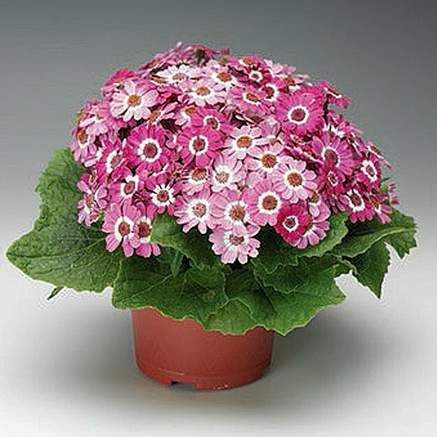 Цинерария cineraria