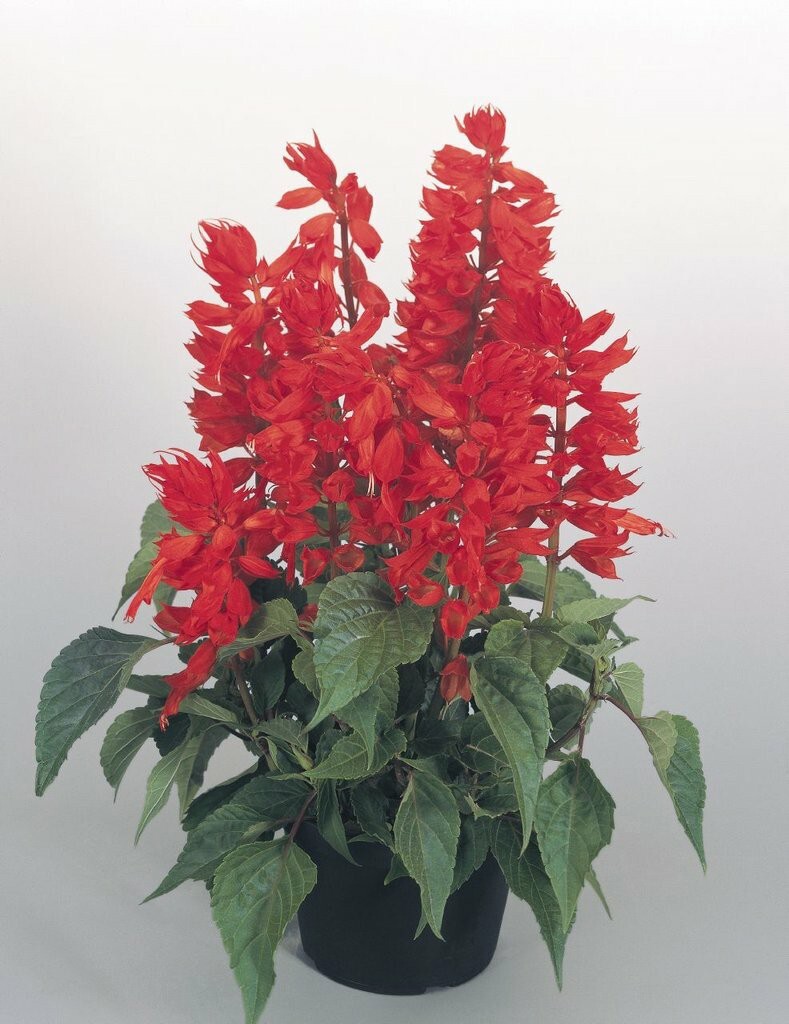 Сальвия splendens Red