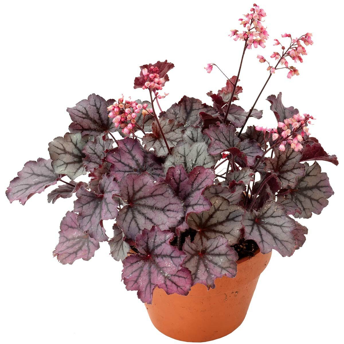 Гейхера Heuchera Pink Panther