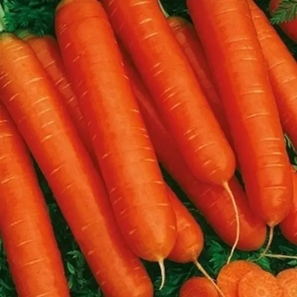 семена морковь geolia нантская 4 Семена Морковь «Нантская красная»