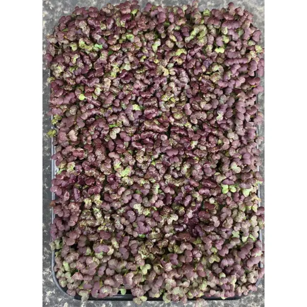 Семена Микрозелень «Капуста японская» семена микрозелень капуста кольраби