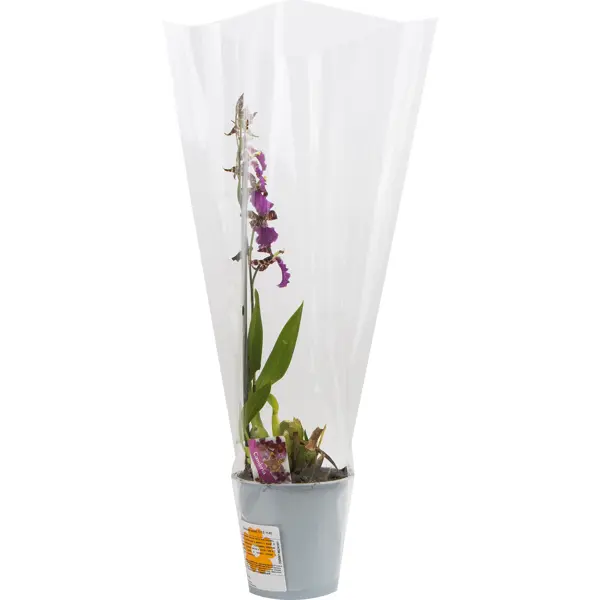Орхидея оренбург купить искусственны цветы роза купить москва