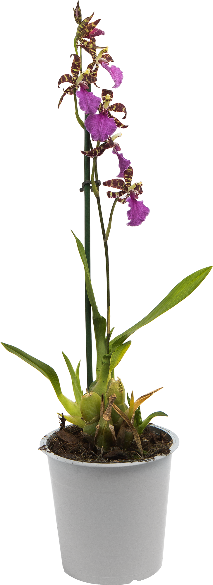 орхидея оренбург купить