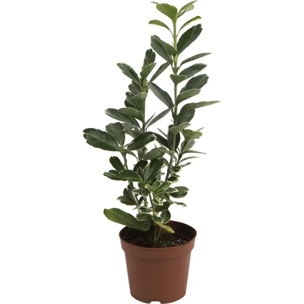 декоративно лиственное растение бересклет японский микс ø8 h15 см Бересклет микс горшок 11 см