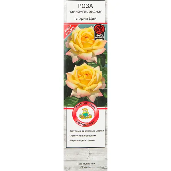 Розы чайно-гибридные «Глория Дей» – купить в Нижнем Новгороде по низкой  цене | Леруа Мерлен