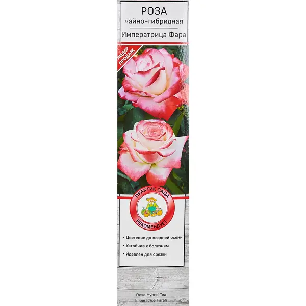 Розы чайно-гибридные «Императрица Фара» по цене 498 ₽/шт. купить в Москве в  интернет-магазине Леруа Мерлен