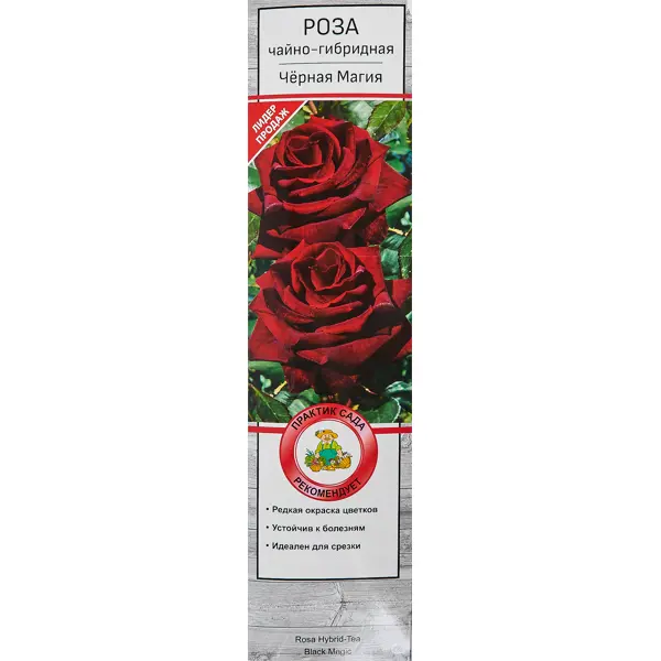 Розы чайно-гибридные «Черная Магия» розы чайно гибридные императрица фара