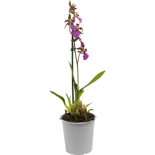 Орхидея микс ø12 h60 см