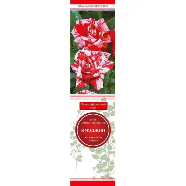 Роза чайно-гибридная Имэджин в тубе Поиск Инвест роза чайно гибридная черри бренди h100 см