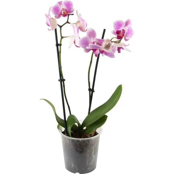 Орхидея Фаленопсис микс 2 стебля ø12 h60 см