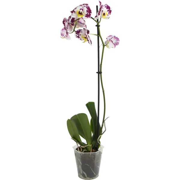 Орхидея Фаленопсис 1 стебель ø12 h60 см орхидея фаленопсис микс ø15 h80 90 см