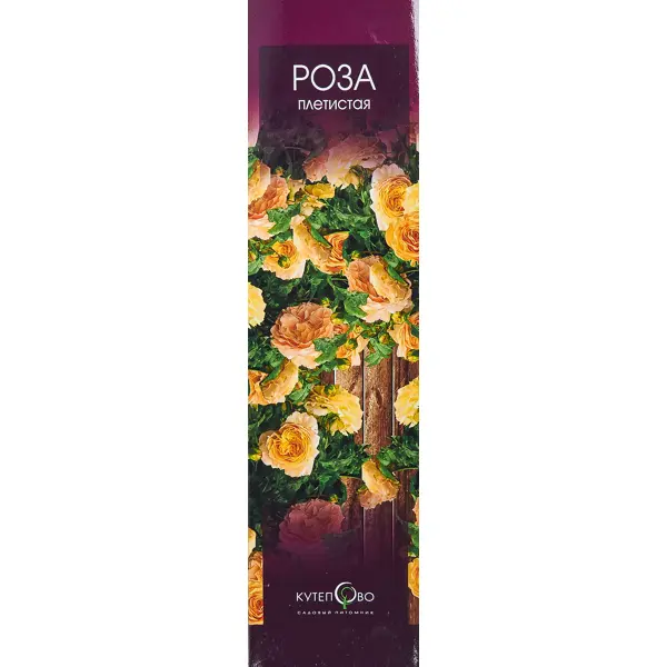 Роза плетистая, в коробке роза плетистая пьер де ронсар h37 см