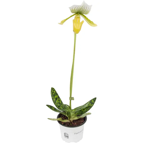Орхидея Пафиопедилум Эмма ø9 h35 см