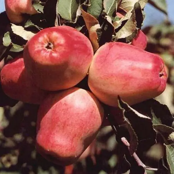 Яблоня Кандиль орловский ø25 h100 см яблоня малиновка
