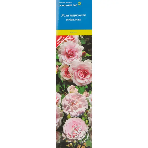 Роза канадская парковая Модэн Блаш роза парковая канадская александр макензи 3 5 л