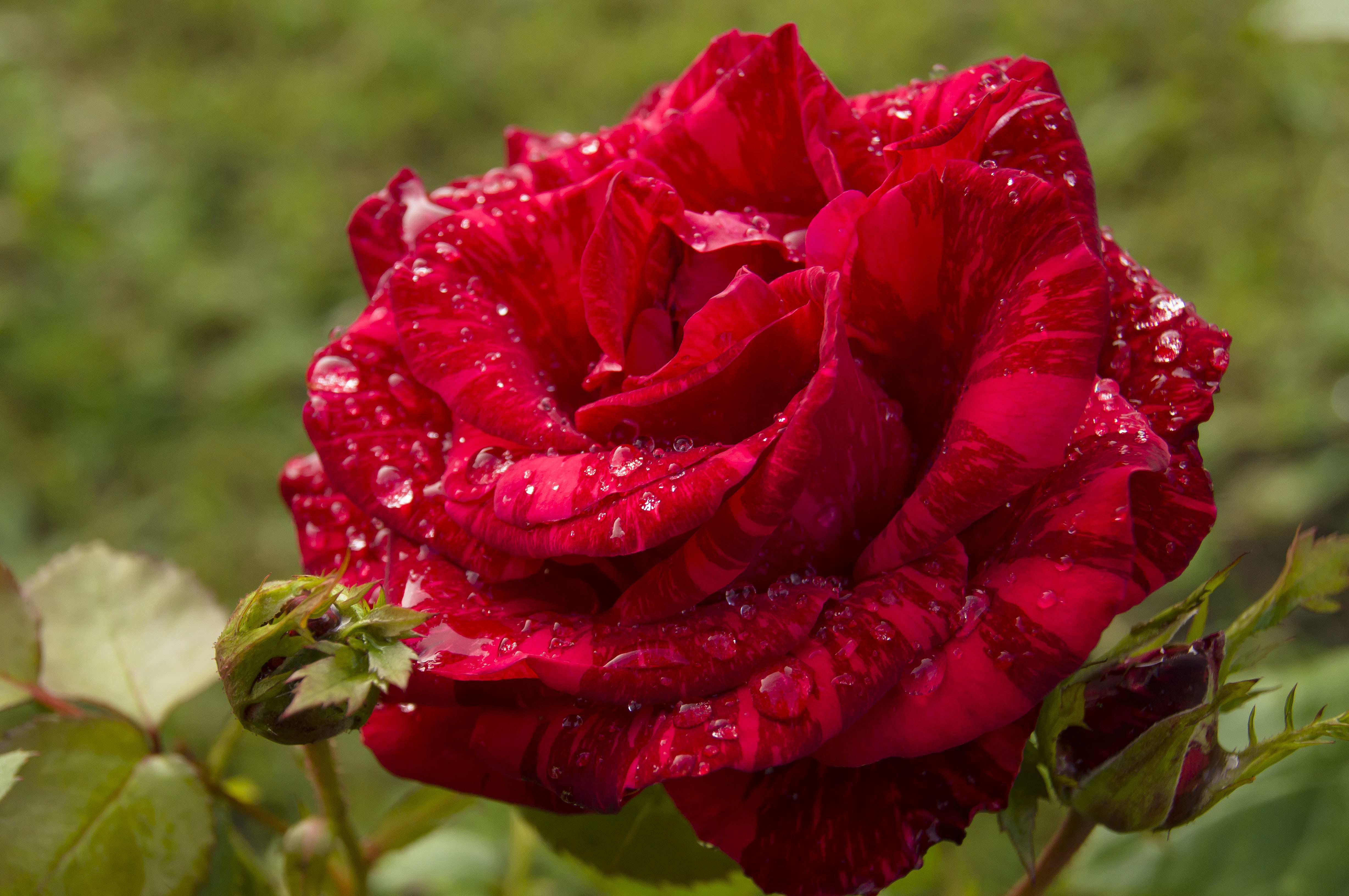 Ред наоми роза чайно гибридная фото