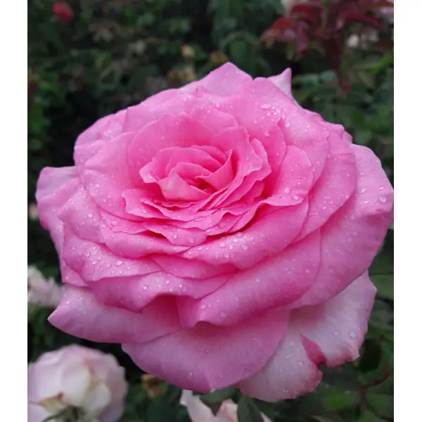 фото Роза чайно-гибридная «пароль» розовая 19x55 см plantmarket