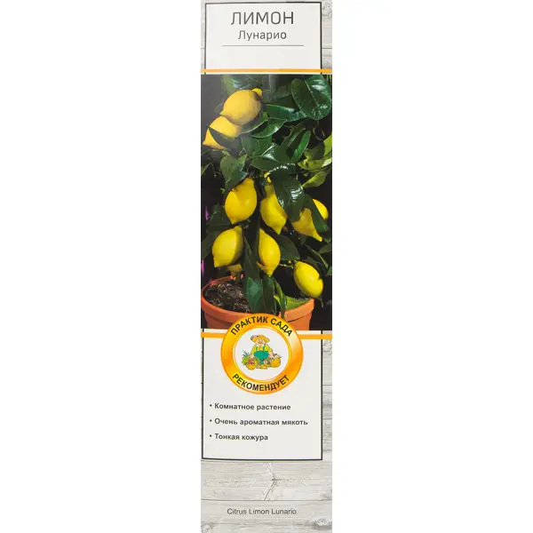 Цитрус Лимон лунарио h37 см цитрус лимон вариегата в тубе поиск инвест