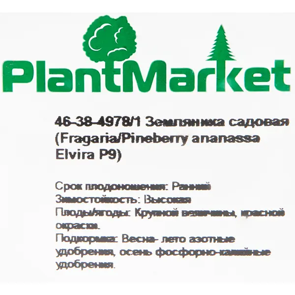 фото Земляника садовая «эльвира» 9x15 см plantmarket