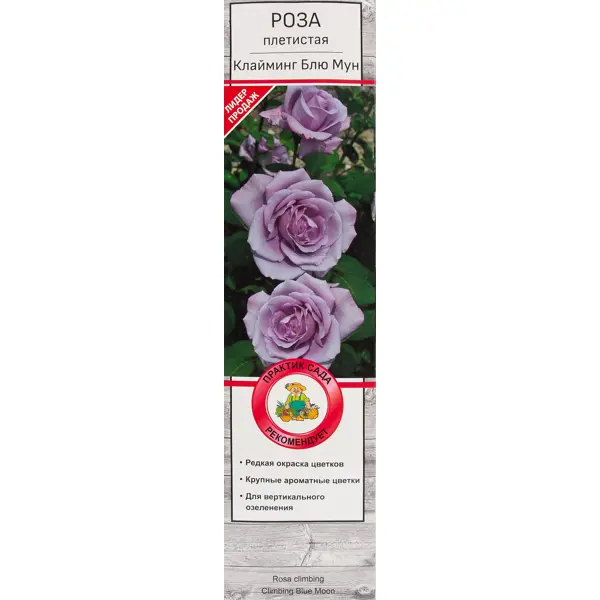 Роза плетистая «Клайминг Блю Мун» ы искусственные роза 23 см сиреневый