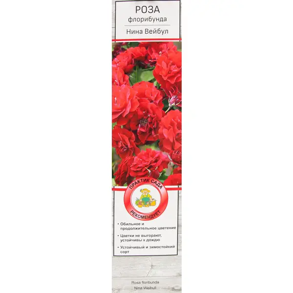 Розы флорибунда «Нина Вейбул» роза почвопокровная нина поулсен 19x55 см