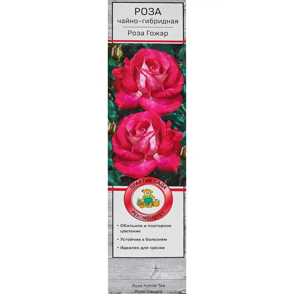 Розы чайно-гибридные «Роза Гожар»