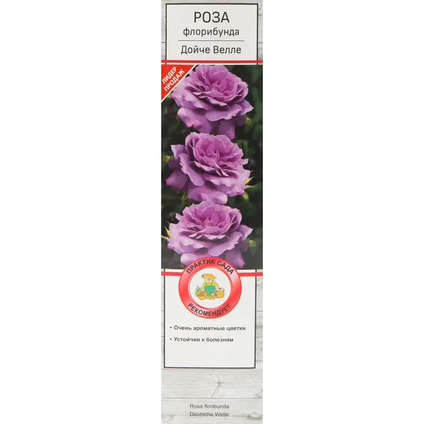 Розы флорибунда «Дойче Велле» роза штамбовая флорибунда топкапы ø5 h55 см