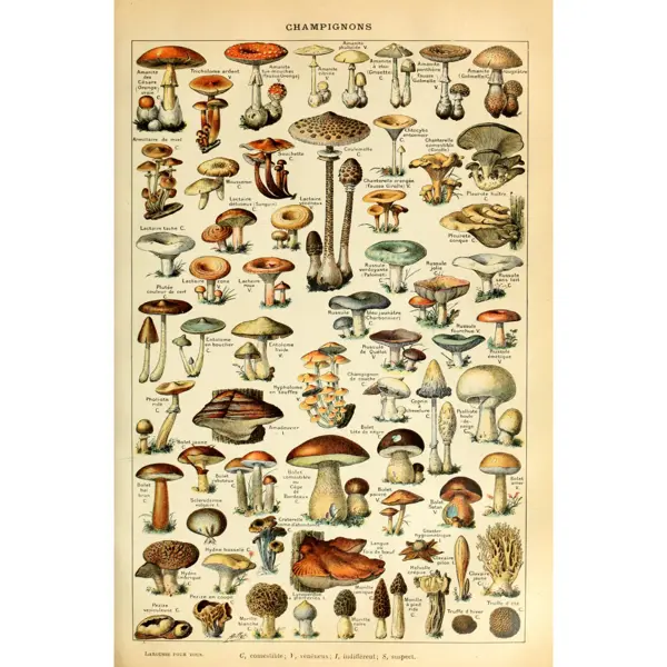 Краткий обзор всех видов грибов: список с описанием каждого вида