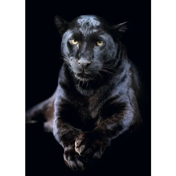 Постер Черная пантера 50x70 см постер совы 50x70 см 3 шт