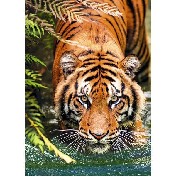 Постер Тигр 50x70 см постер в царстве счастья 50x70 см 2 шт