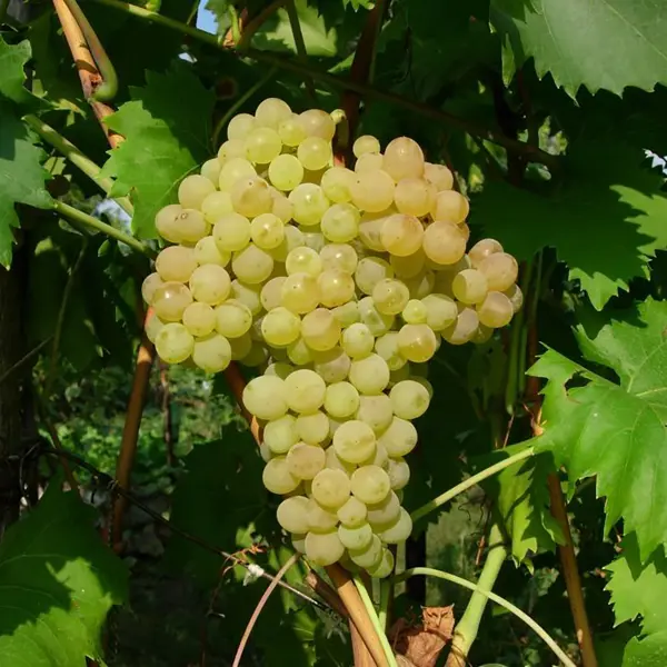 Виноград плодовый C2, h20-30 см, 2 года, контейнер виноград ø17 h60 см