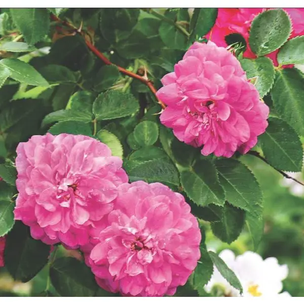 Роза плетистая канадская «Джон Кэбот», 3.5 л роза плетистая пьер де ронсар h37 см