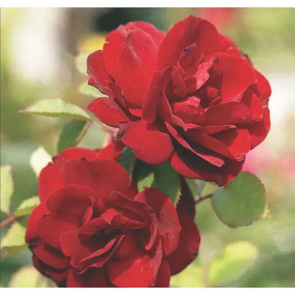 Роза парковая канадская «Хоуп оф Хьюманити», 3.5 л роза парковая тантау соул ø5 h35 см