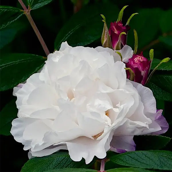 Роза парковая канадская «Луиза Багнет», 3.5 л роза парковая канадская аделаида худлес 3 5 л