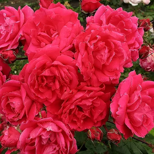 Роза парковая канадская «Александр Макензи», 3.5 л розы чайно гибридные черная магия