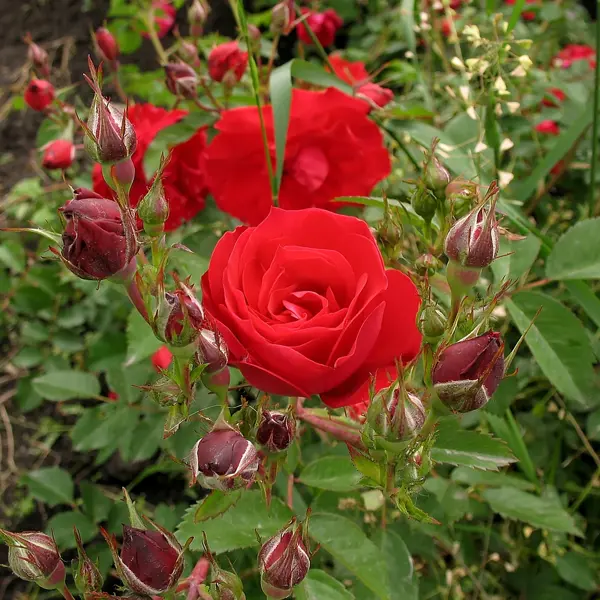 Роза парковая канадская «Аделаида Худлес», 3.5 л роза парковая канадская модэн блаш 3 5 л