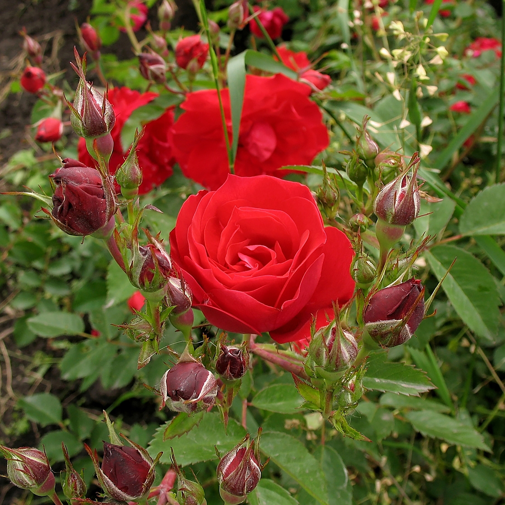 Роза парковая канадская «Аделаида Худлес», 3.5 л в Москве – купить по низкой цене в интернет-магазине Леруа Мерлен