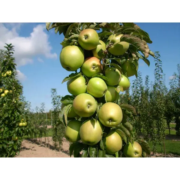 Яблоня колонновидная Президент ø25 h100 см яблоня малиновка