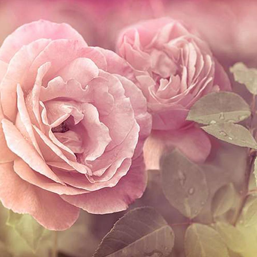 Цвет пыльная роза палитра