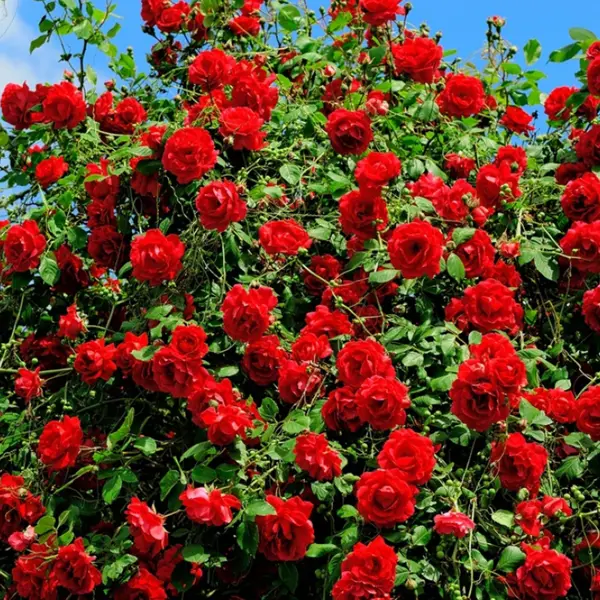 Роза плетистая «Красный Маяк» С4 в Москве – купить по низкой цене в интернет-магазине Леруа Мерлен