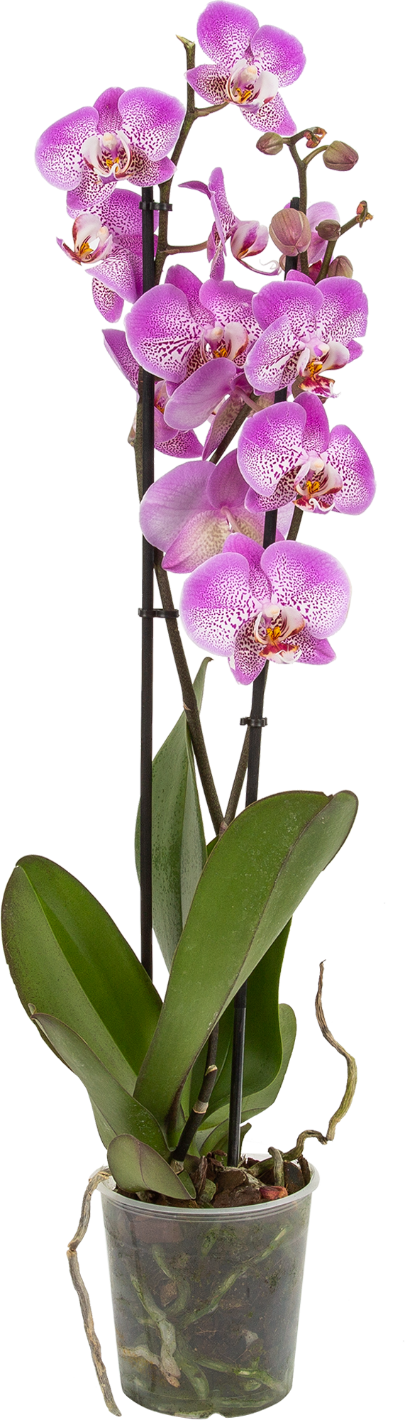 Уникальный вид орхидеи