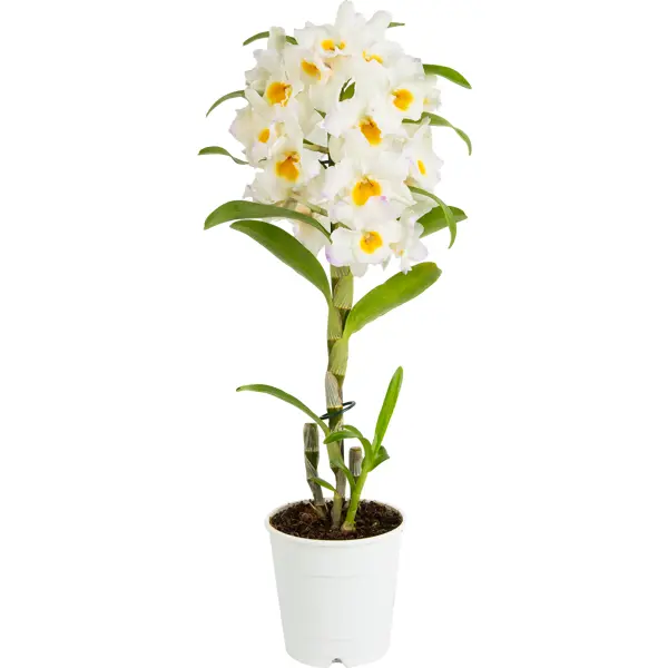Орхидея дендробиум нобиле белый 1ст