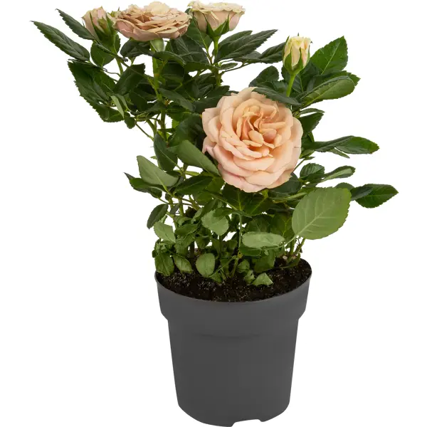 Роза Кордана микс 10x30 см роза двухлетка микс 2 л