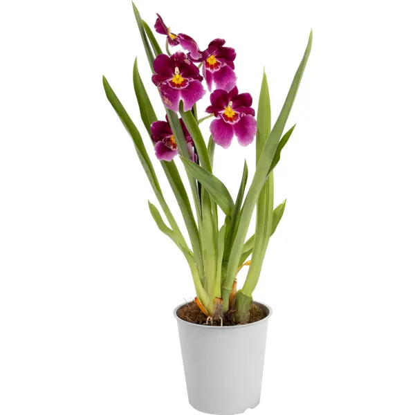 Орхидея Мильтония ø12 h30 см мезембриантемум лимпопо смесь окрасок