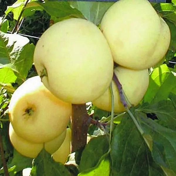 Яблоня карликовая Юнга ø17.5 h80 см